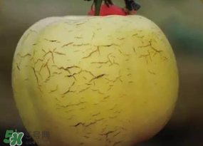 蘋果裂紋能吃嗎？蘋果裂紋是怎么回事？