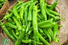 尖椒可以天天吃嗎？尖椒吃多了好嗎？