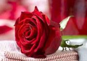 情人節(jié)送什么顏色的玫瑰花好？情人節(jié)送幾朵玫瑰花好？