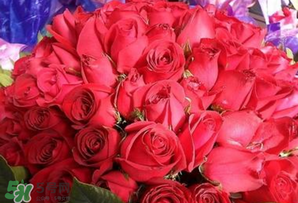 情人節(jié)送什么顏色的玫瑰花好？情人節(jié)送幾朵玫瑰花好？
