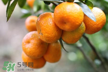 烤沙糖桔可以治咳嗽嗎？蒸沙糖桔可以治咳嗽嗎？