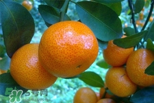 冰糖橘熱量高嗎？吃冰糖橘會發(fā)胖嗎？
