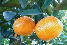 糖尿病可以吃橘子嗎？糖尿病任能吃橘子嗎？
