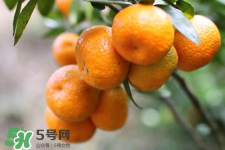 蜜桔可以放冰箱保存嗎？蜜桔能冷凍嗎？