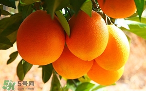 吃臍橙會(huì)上火嗎？臍橙吃多了會(huì)上火嗎？