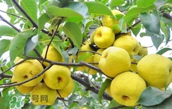 冬天吃梨子太冰怎么辦？冬天怎么吃梨子不冰？