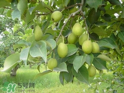 香梨的皮能吃嗎？香梨皮的好處