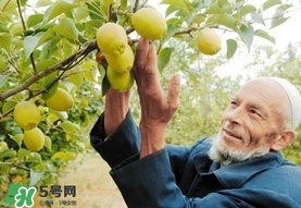 香梨吃多了會怎樣？香梨一天可以吃幾個？