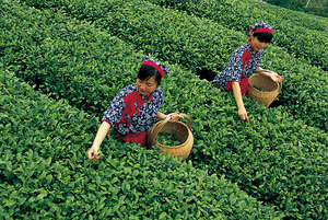 茶葉如何保存才能不變質,茶葉怎么保存好
