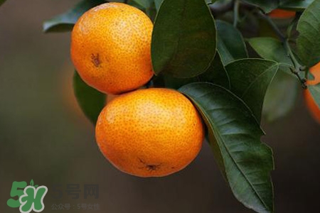 橘子不能跟什么一起吃？橘子和什么食物相克？