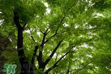 春季養(yǎng)肝有什么好處？春季養(yǎng)心護(hù)肝注意四點(diǎn)