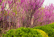 春天養(yǎng)生吃什么菜好？春季養(yǎng)生必吃四種養(yǎng)生菜