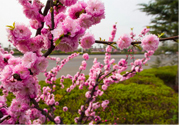 春天養(yǎng)生吃什么粥好？春季養(yǎng)生粥品有哪些？