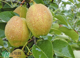 香梨怎么保存？香梨可以放冰箱嗎？