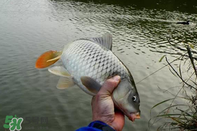 立春后能釣魚嗎？立春后好釣魚嗎？