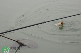 立春后能釣魚嗎？立春后好釣魚嗎？