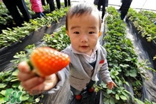 摘草莓要帶什么？摘草莓要準(zhǔn)備哪些東西？