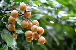 龍眼一天吃多少合適？每天吃幾個(gè)龍眼合適？