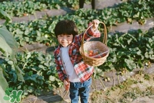 孕婦可以去摘草莓嗎？懷孕了能去摘草莓嗎？