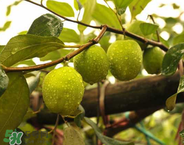 來月經(jīng)可以吃青棗嗎？月經(jīng)可以吃青棗嗎？