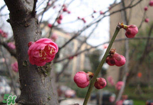 立春后種什么花？立春時開的花有哪些？