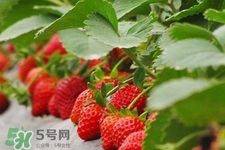 現(xiàn)摘的草莓有農(nóng)藥嗎？怎么辨別草莓打過農(nóng)藥？