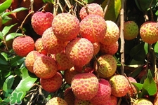 吃荔枝會(huì)酒駕嗎？為什么吃荔枝會(huì)酒駕？