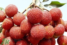 吃荔枝會(huì)酒駕嗎？為什么吃荔枝會(huì)酒駕？