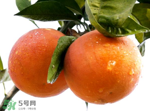 血橙為什么沒有血絲？血橙為什么不紅？