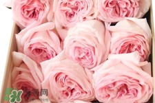 roseonly可以保存多久？roseonly能放多長時間？