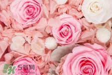 roseonly鮮花怎么保養(yǎng)？roseonly永生花怎么保養(yǎng)？