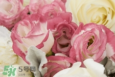 roseonly鮮花多少錢？roseonly永生花多少錢？