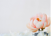 網(wǎng)上可以送花嗎？網(wǎng)上送花的的多久能到？