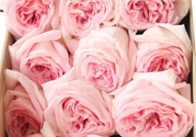 roseonly鮮花怎么保養(yǎng)？roseonly永生花怎么保養(yǎng)？