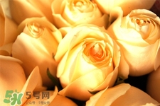 情人節(jié)可以送黃玫瑰嗎？情人節(jié)送黃玫瑰好嗎？