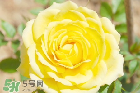 情人節(jié)可以送黃玫瑰嗎？情人節(jié)送黃玫瑰好嗎？