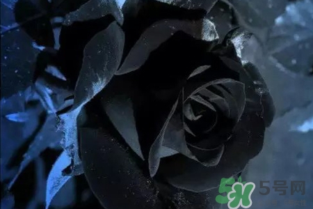黑玫瑰代表什么意思？黑玫瑰花語的含義