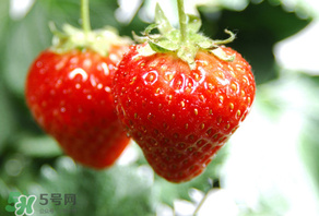 小孩咳嗽可以吃草莓嗎？小孩發(fā)燒可以吃草莓好？