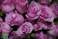 鮮花怎么養(yǎng)？鮮花怎么養(yǎng)放的比較久？