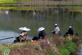 初春什么時(shí)候可以釣魚？初春釣魚技巧