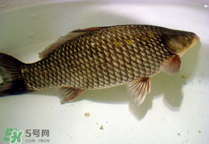 春天釣鯽魚用什么餌料？春天釣鯽魚餌料配方