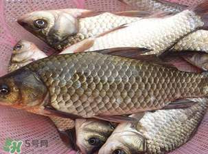 春天釣鯽魚用什么餌料？春天釣鯽魚餌料配方