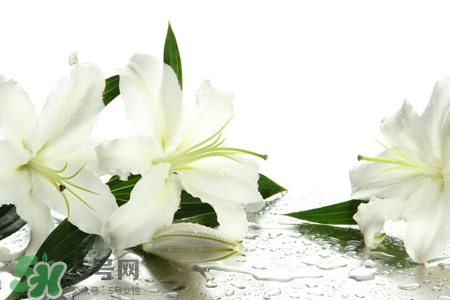 百合花怎么養(yǎng)水里？水養(yǎng)百合花怎么開久些？