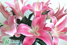 百合花怎么養(yǎng)水里？水養(yǎng)百合花怎么開久些？