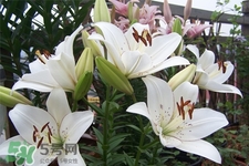 百合花葉子發(fā)黃怎么回事？百合花葉子發(fā)黃怎么辦？