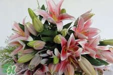 養(yǎng)百合花用什么水？養(yǎng)百合花水里放什么？