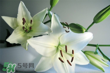 養(yǎng)百合花用什么水？養(yǎng)百合花水里放什么？