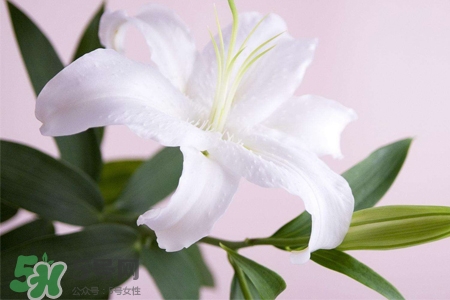 百合花多久澆一次水？百合花多長時(shí)間澆水？