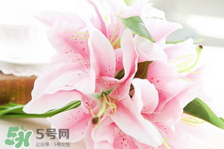 百合花多久澆一次水？百合花多長時(shí)間澆水？