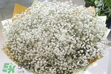 滿天星在花瓶里怎么養(yǎng)？滿天星買回來要養(yǎng)水嗎？